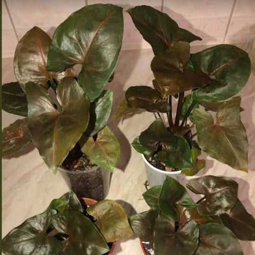 Syngonium Brown