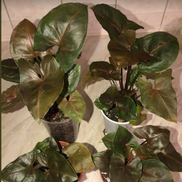 Syngonium Brown