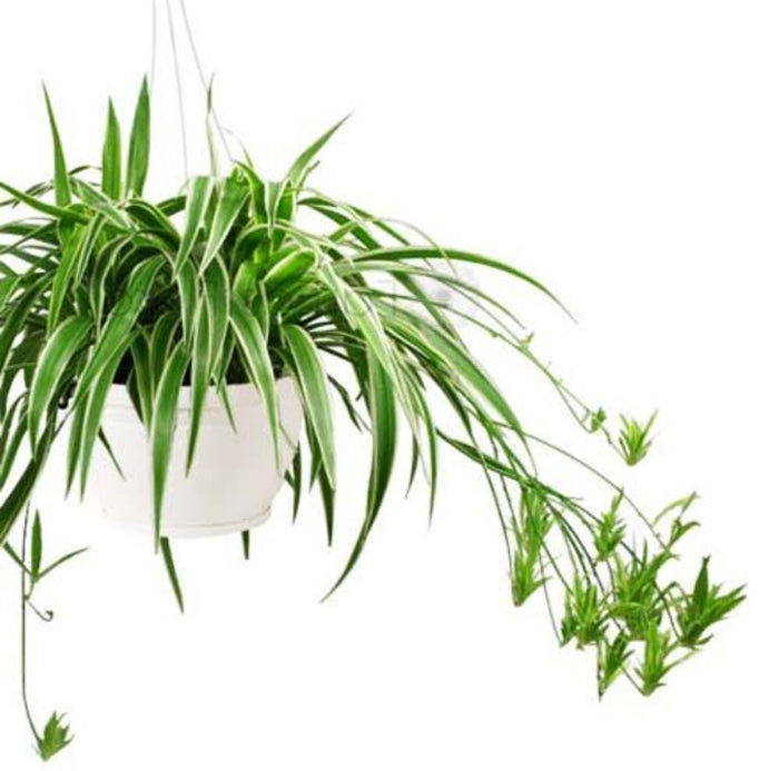 Spider(Chlorophytum comosum) Plant
