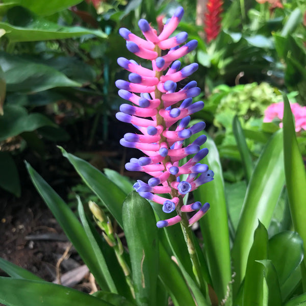 Bromeliad Matchsticks