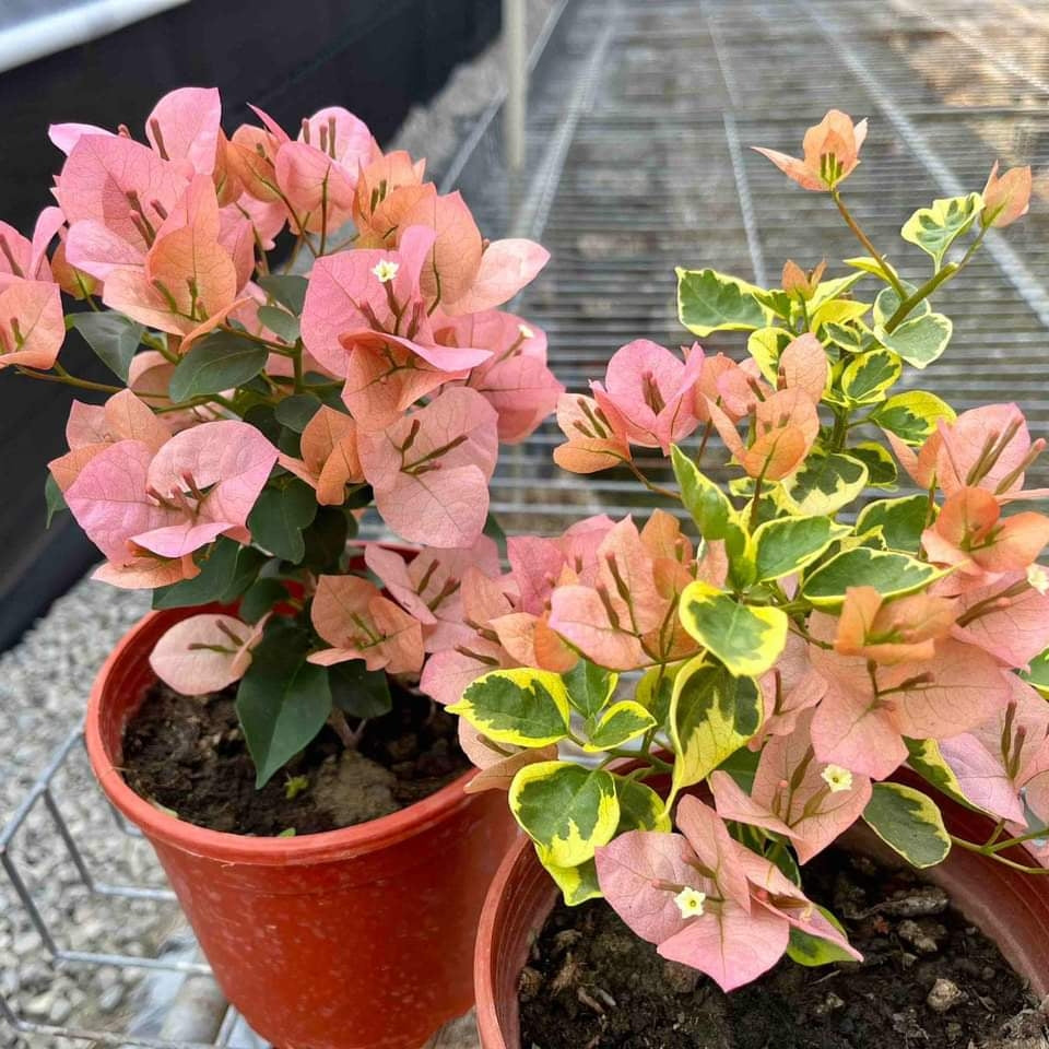 Taiwan Girl (Grafted)