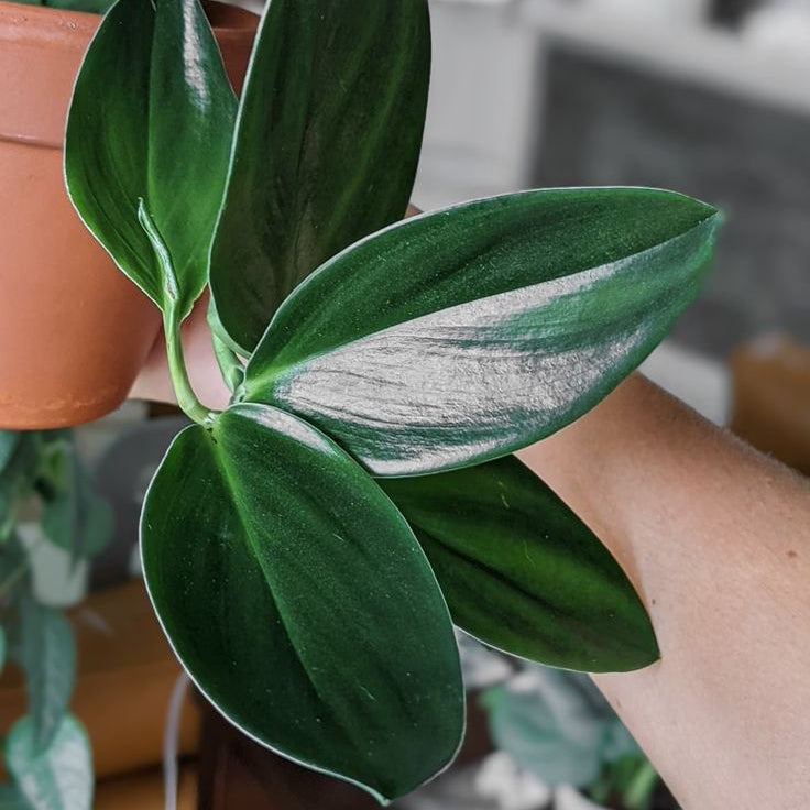 Scindapsus Treubii Dark