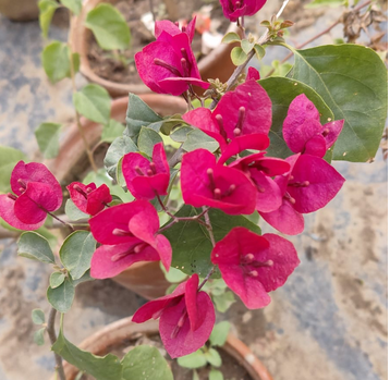 Don Maria (Rooted)