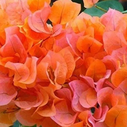 Orange Ice