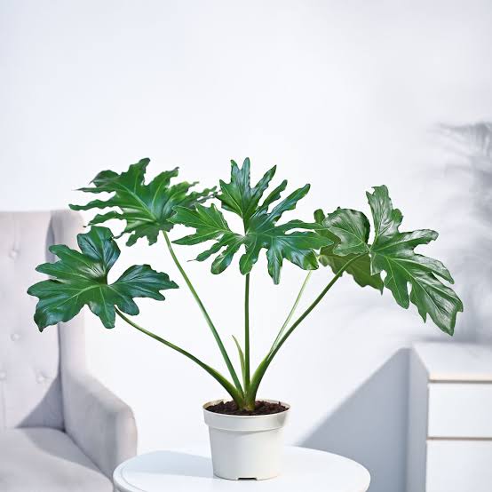 Philodendron Selloum