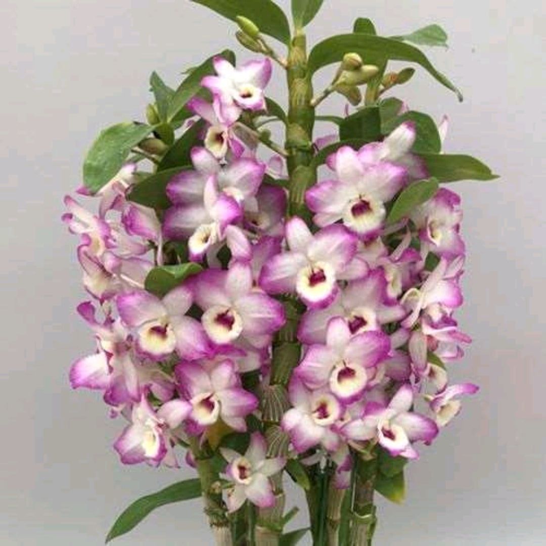 Dendrobium Nobile Candy Love 'Doki Doki' Moss_SS