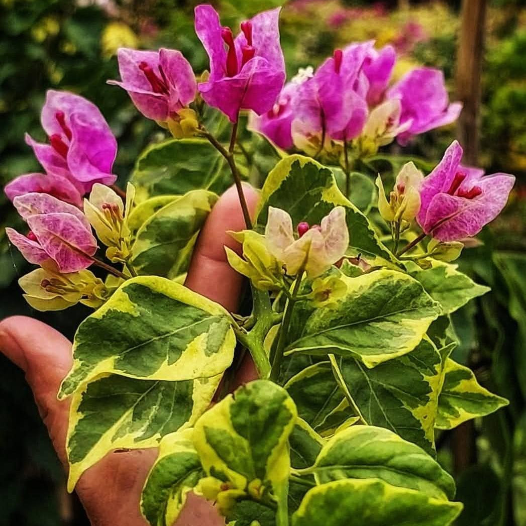 Violet September / Vietnam Splash Variegated (Grafted)