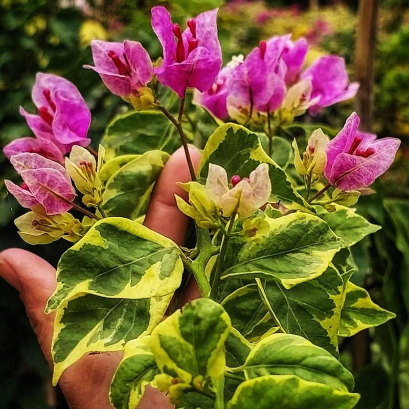 Violet September Variegated / Vietnam Splash Variegated (Grafted)