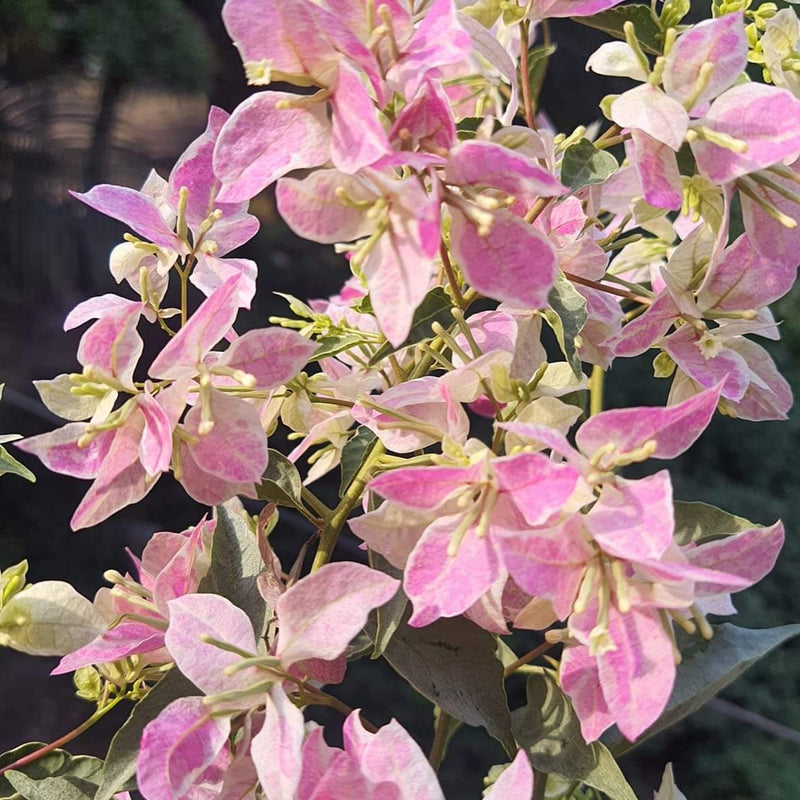 Coral Mashuri Plant