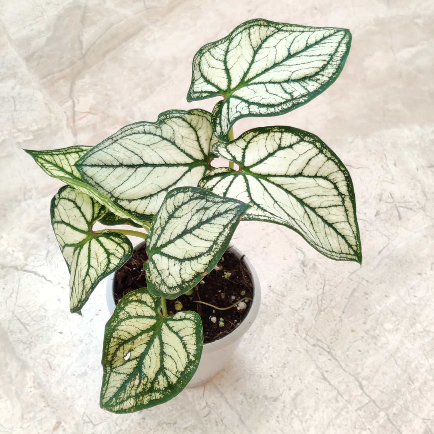 Caladium Green Thumb Thai