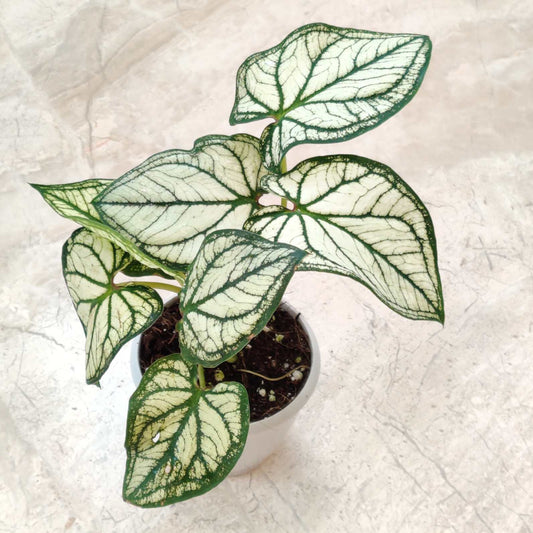 Caladium Green Thumb Thai