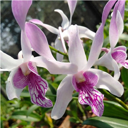 Dendrobium Caesar Warawan #61