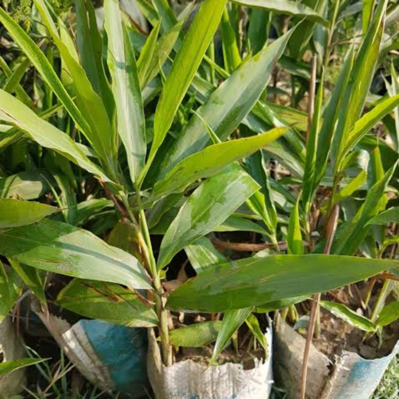 Cardamom