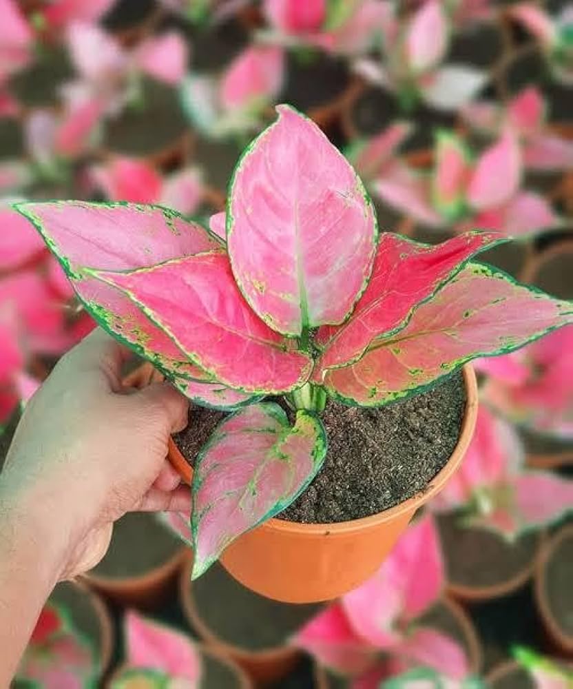 Aglaonema Chinese Evergreen