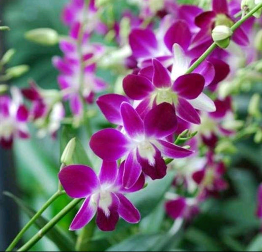 Dendrobium Sonia Purple_SS