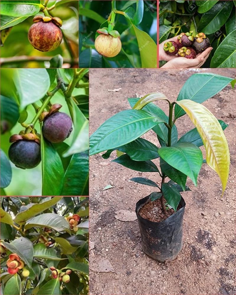 Mangosteen Plant