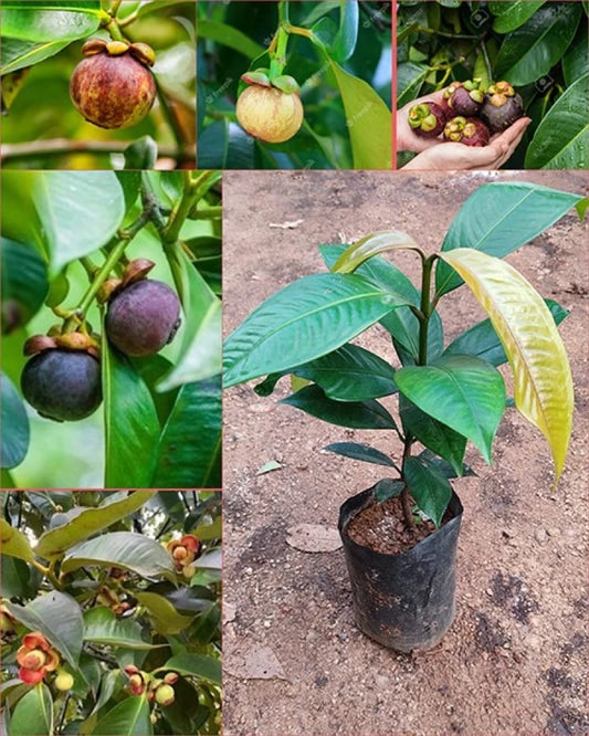 Mangosteen Plant