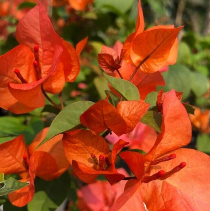 Luice Orange
