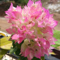 Cherry Blossom (Rooted)