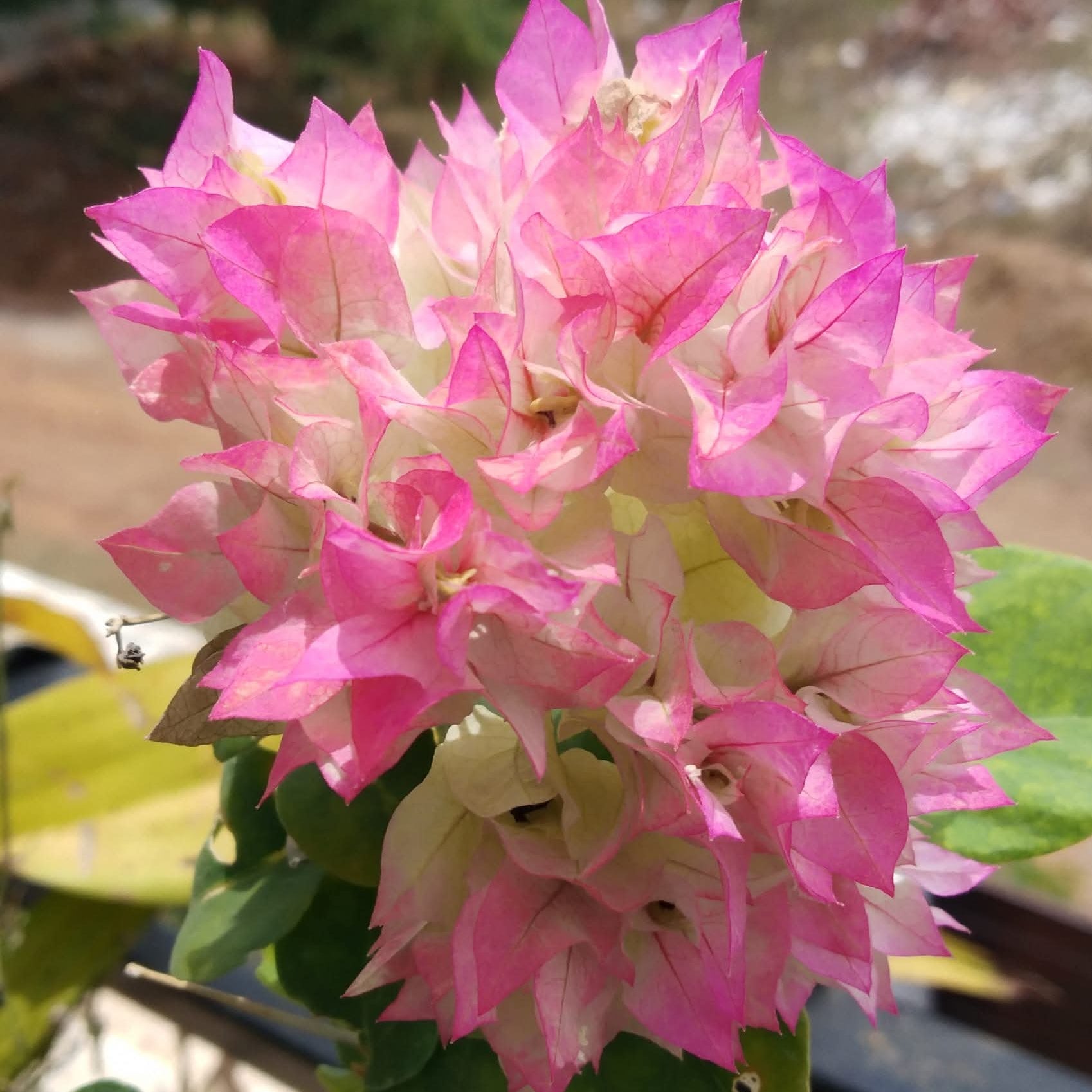 Cherry Blossom (Rooted)