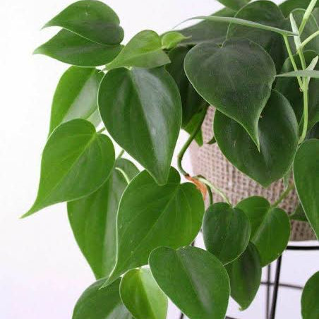 Philodendron Oxycardium Green Bussy Plant