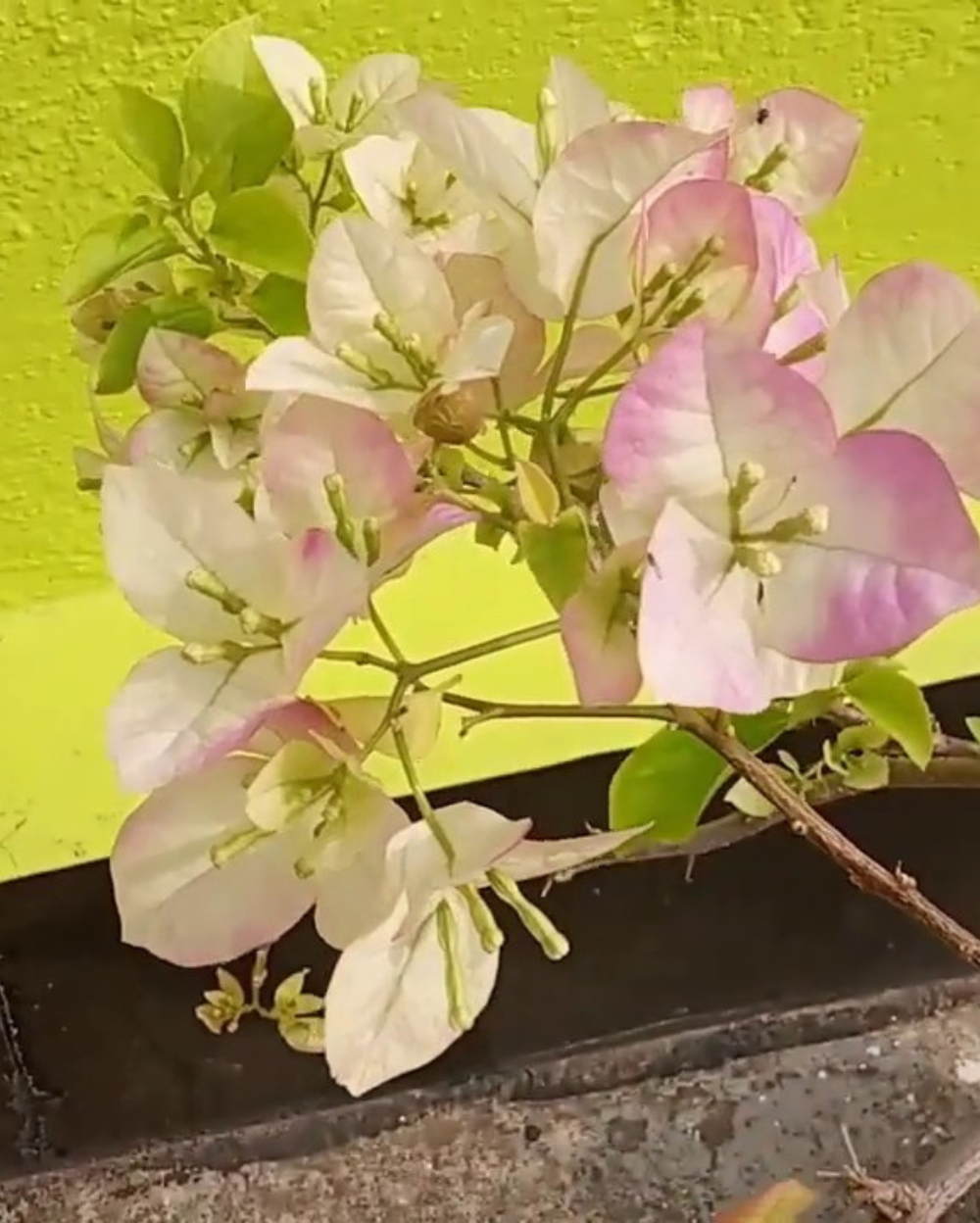 Begam Sikander (Grafted)