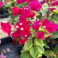 Red Wonder (Rooted)