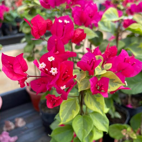 Red Wonder (Rooted)