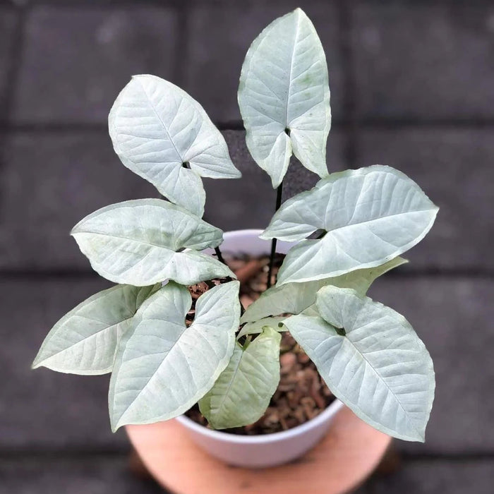 Syngonium White