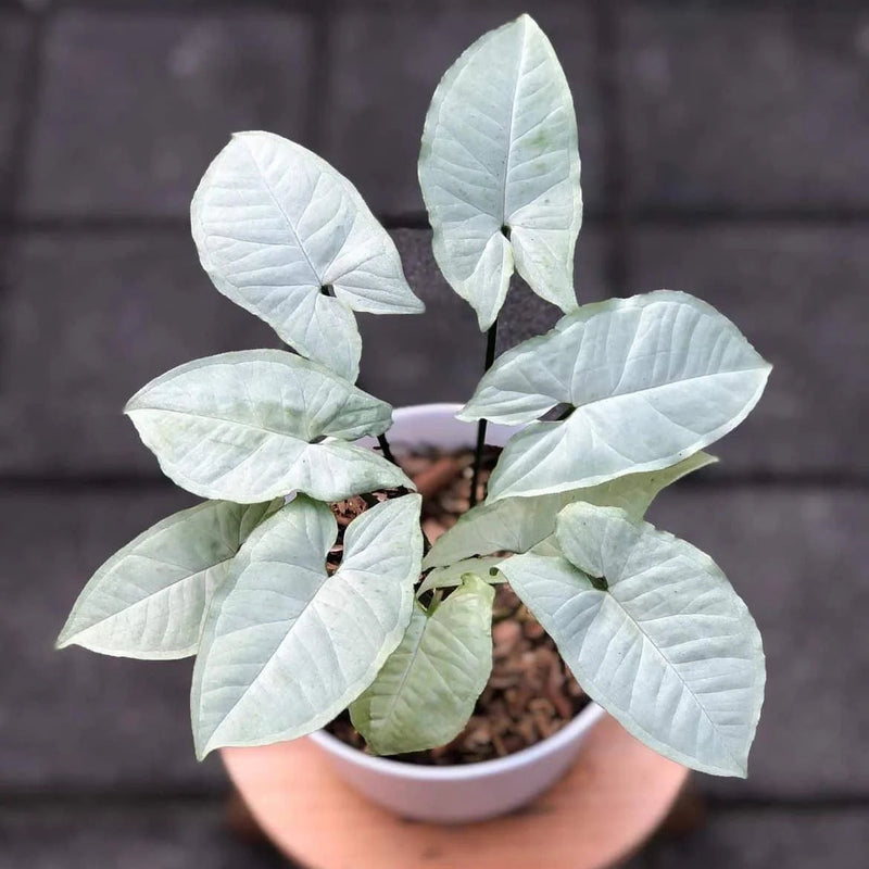 Syngonium White
