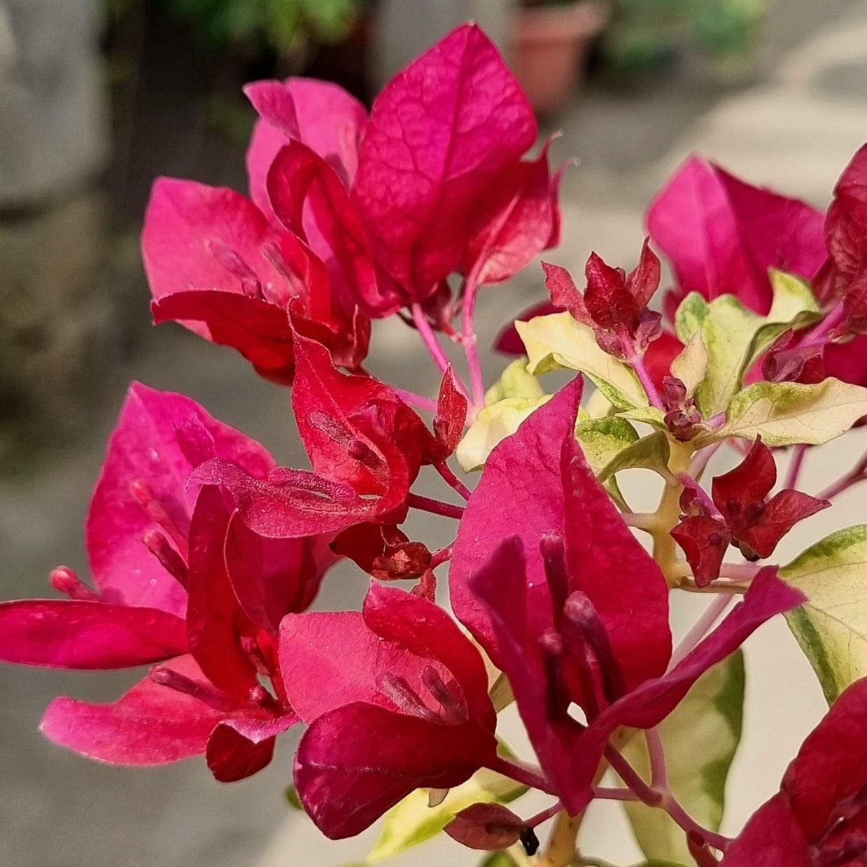 Sunstone Red (Grafted)