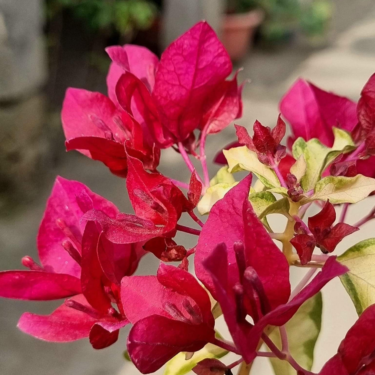 Sunstone Red (Grafted)