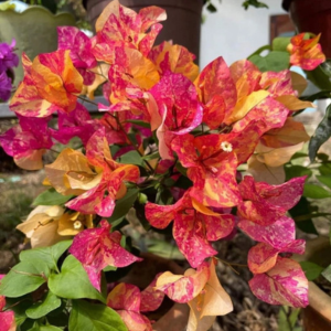 Adarna (Grafted)