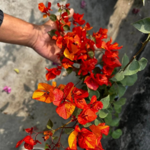 Adarna Orange