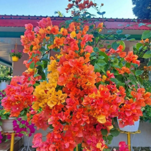 All Time Bloomer