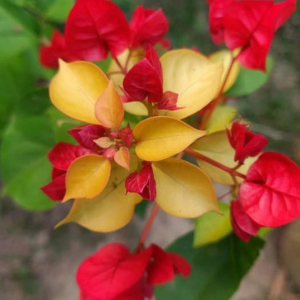 Albino Red