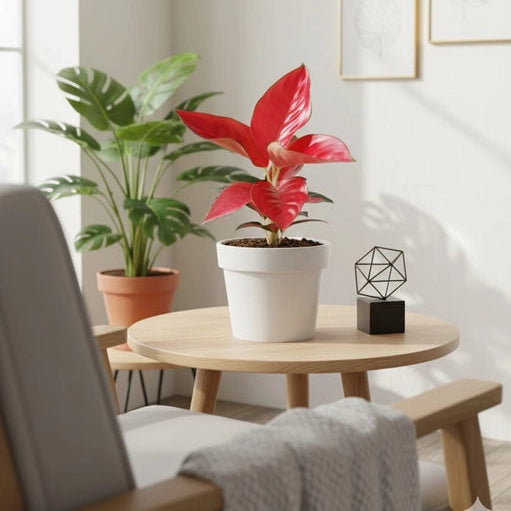 Aglaonema Jaipong Red