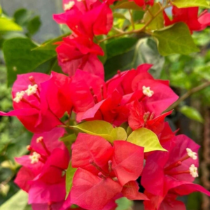 Apple Red