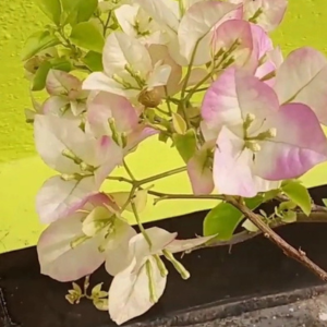 Begam Sikander (Grafted)