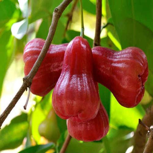 Bali Champa Plant