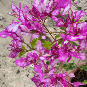 Bidadari