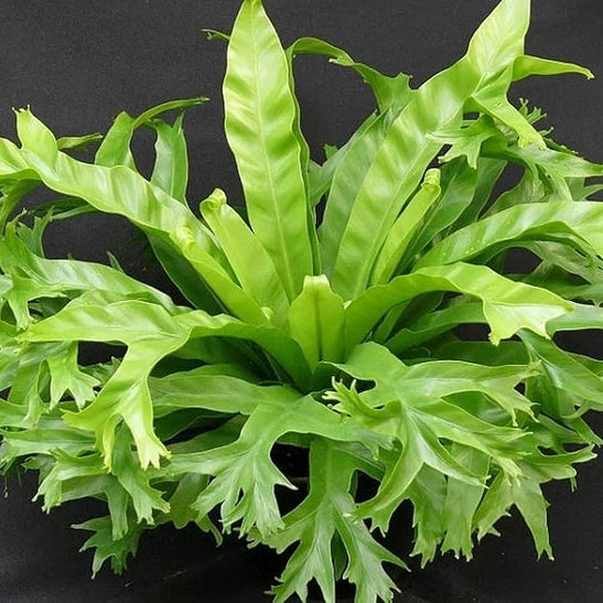 Bird Nest Fern