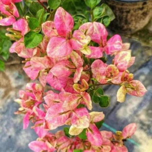 Black Monalisa (Grafted)