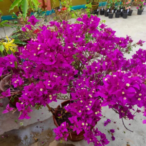 Black Rose / Black Swan (Grafted)