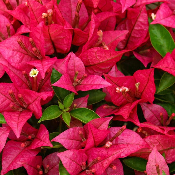 Breeza Magenta