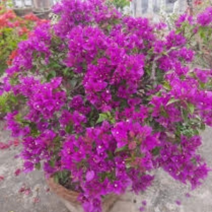 Breeza Purple