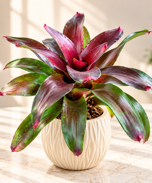 Burgundy Fireball Bromeliad