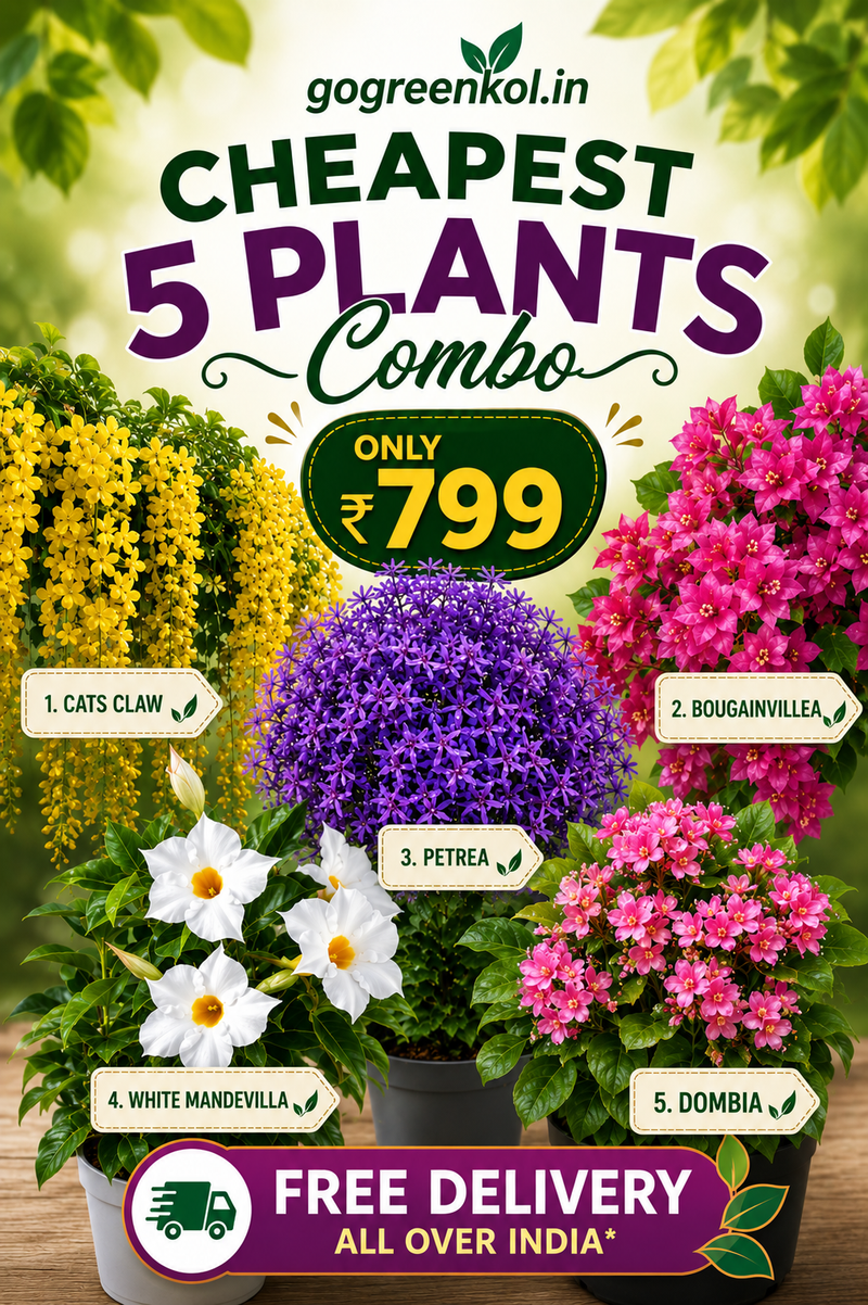 Cheapest 5 Plants Combo