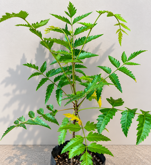 Neem