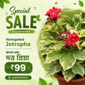 Variegated Jetropha (দত্ত প্রিয়া)